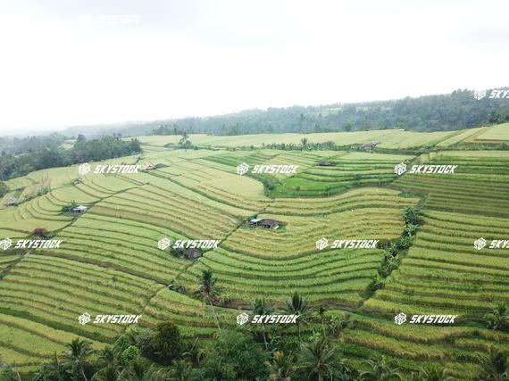 ライステラスMavic2