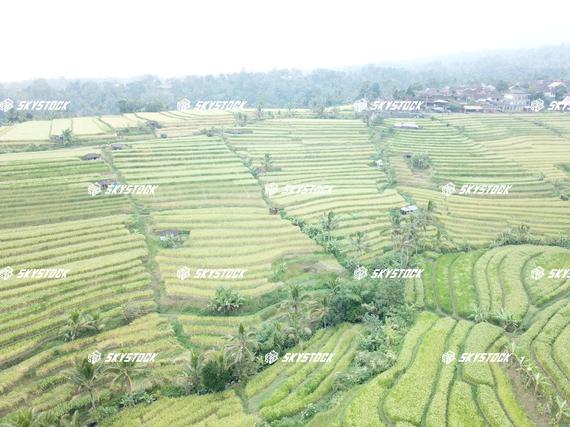 ライステラスMavic4