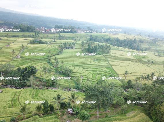 ライステラスMavic6