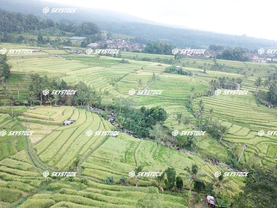 ライステラスMavic7