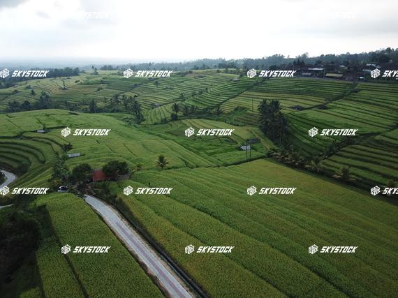 ライステラスMavic8