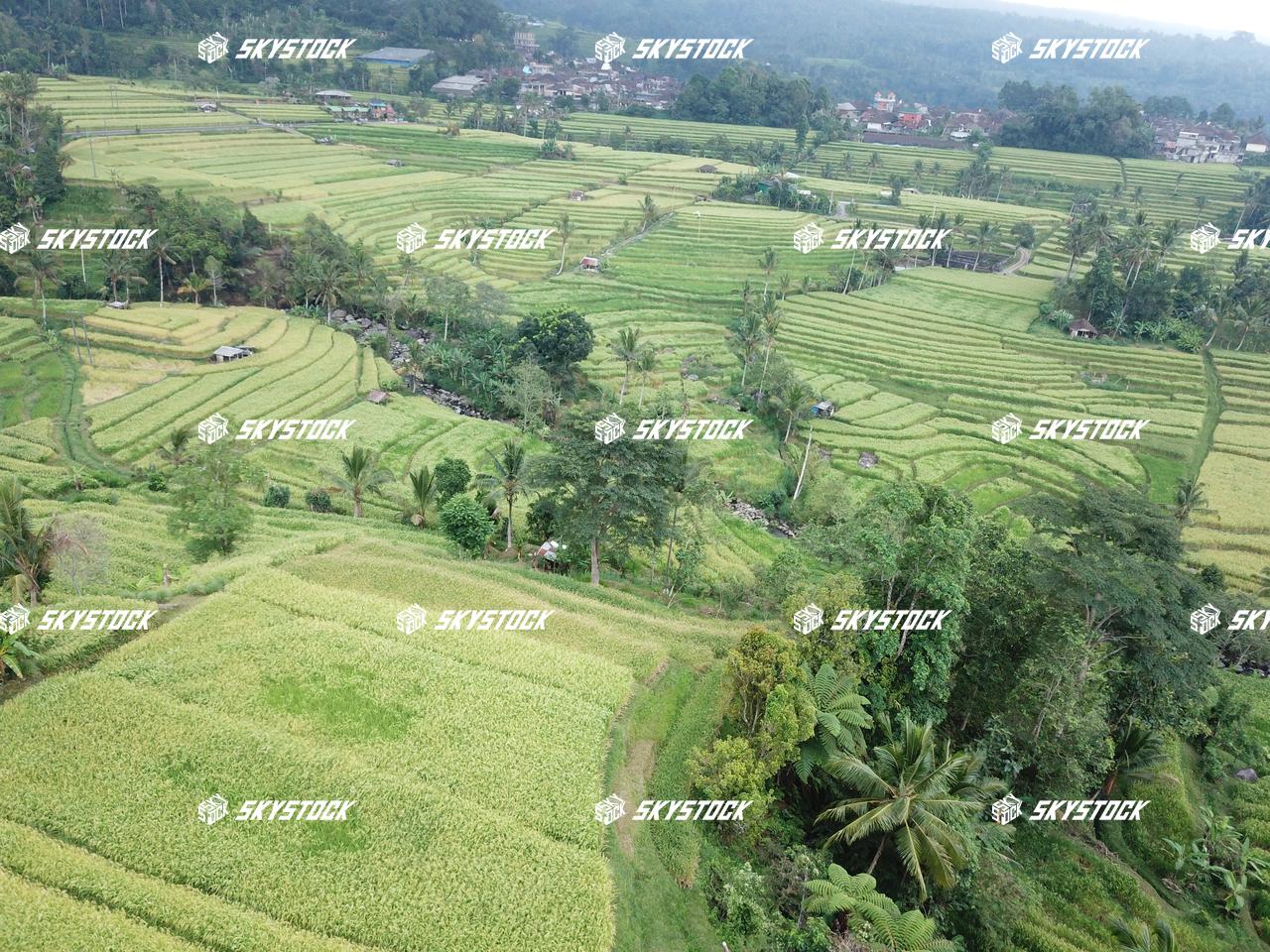 ライステラスMavic10