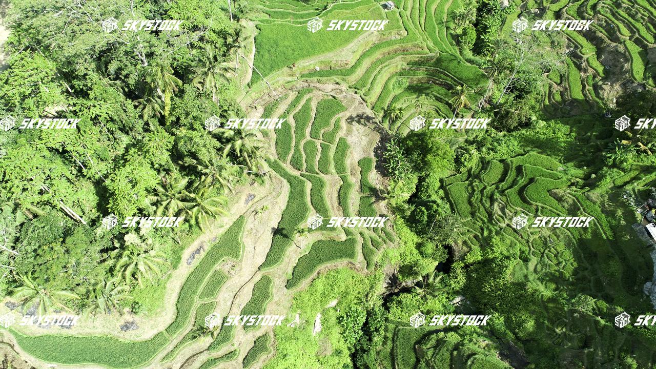 ライステラス24