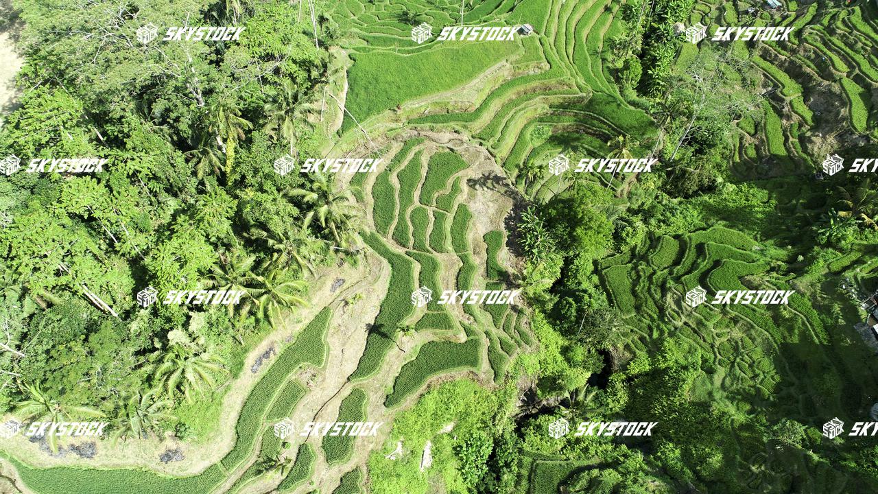 ライステラス25