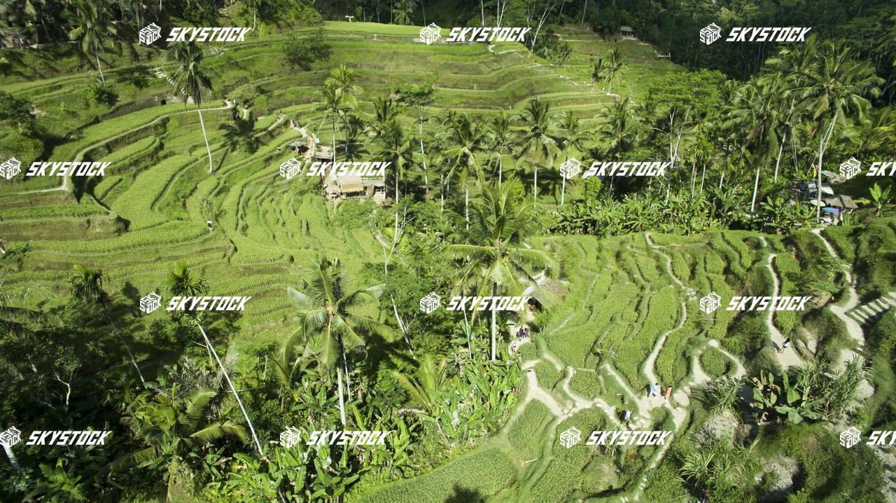 ライステラス10