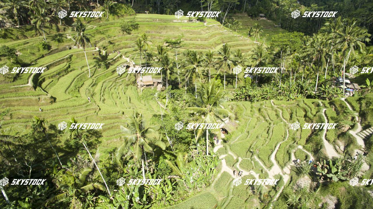 ライステラス11