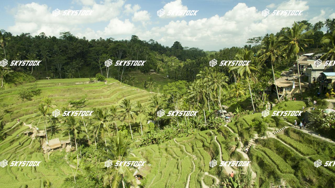 ライステラス12