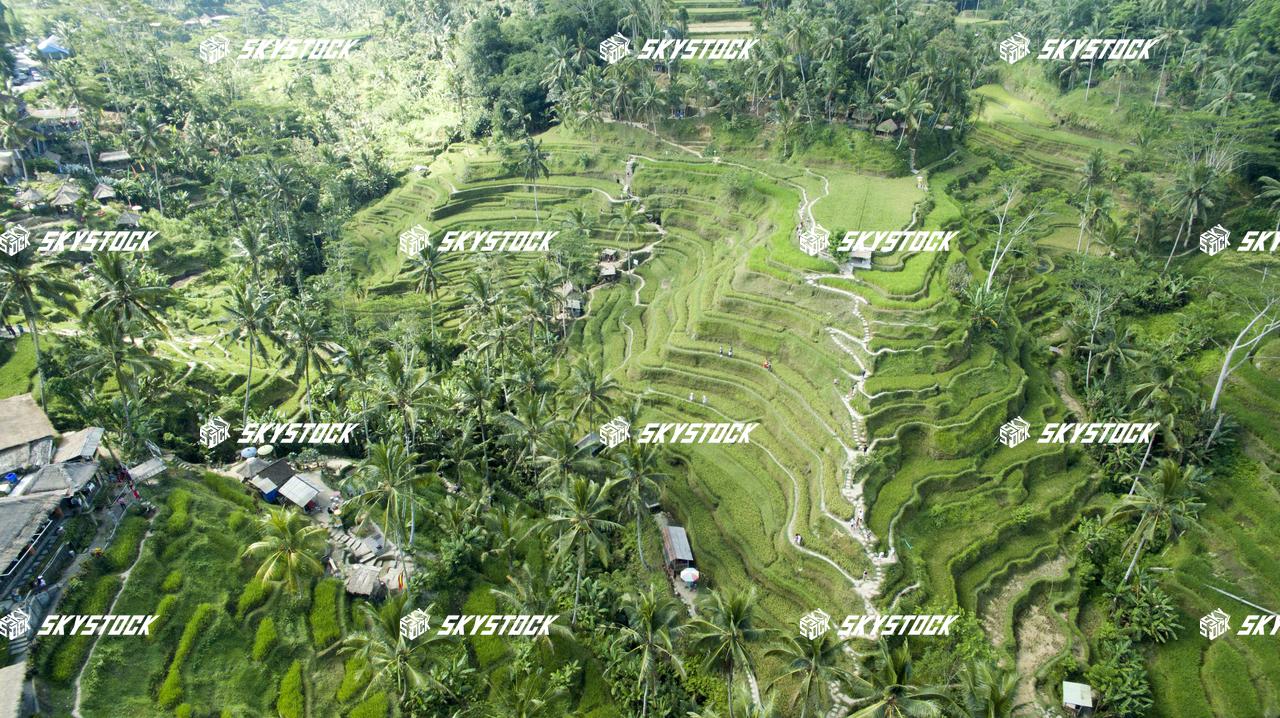 ライステラス15