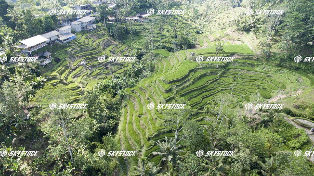 ライステラス17