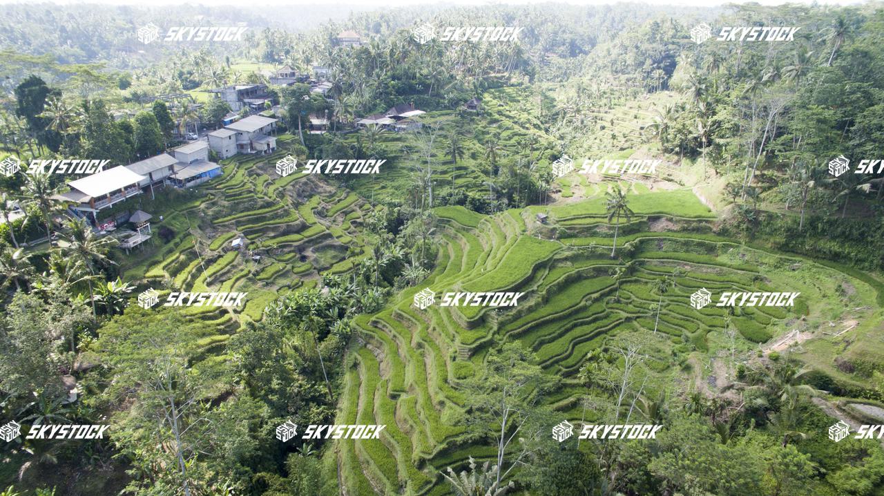 ライステラス18