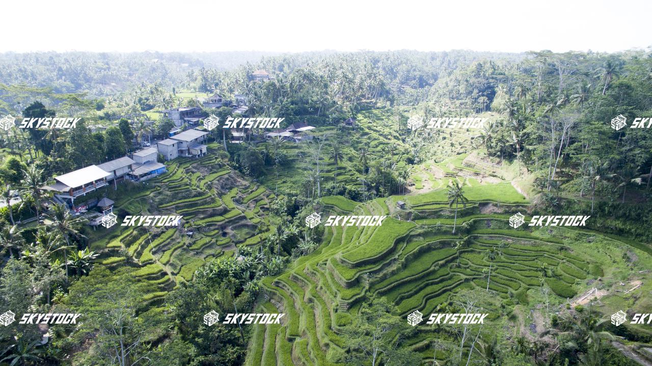 ライステラス19