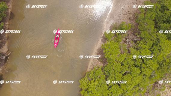 マングローブ４