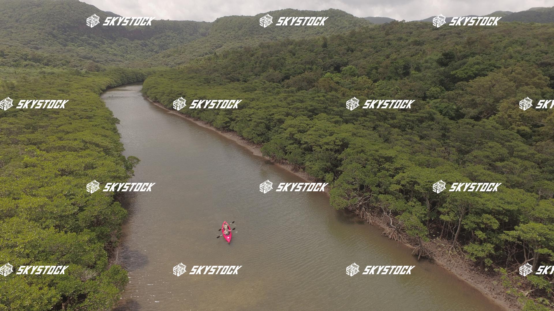 マングローブ９