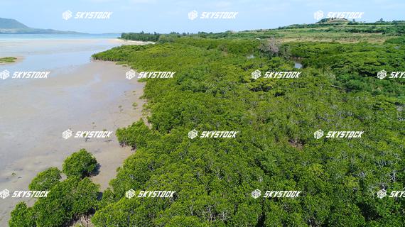 小浜島マングローブ21