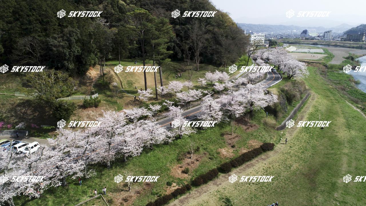 狩野川桜公園2