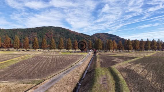 メタセコイア並木　紅葉