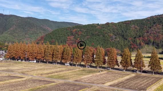 メタセコイア並木　紅葉