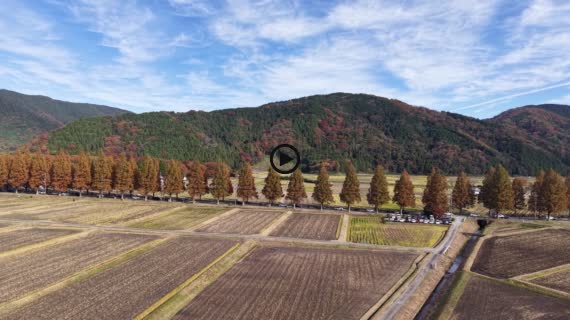 メタセコイア並木　紅葉