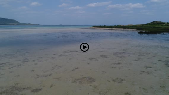 マングローブ群落4-1