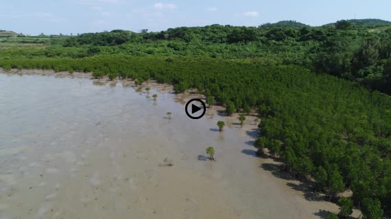 マングローブ群落9-1