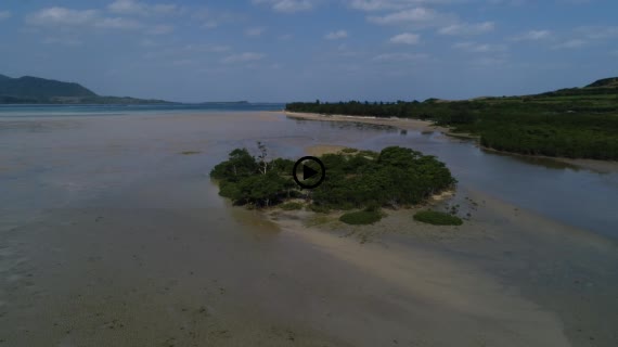 マングローブ群落2-2