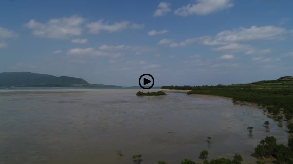 マングローブ群落2-1