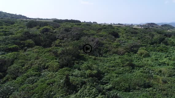 小浜島民家と海6-4