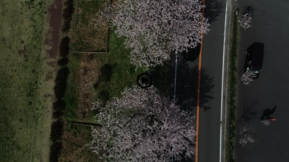 狩野川桜公園9-1