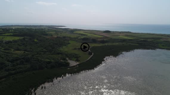 マングローブ群落7-3