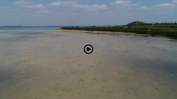 マングローブ群落4-2