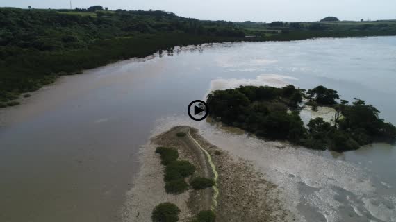 マングローブ群落3-2