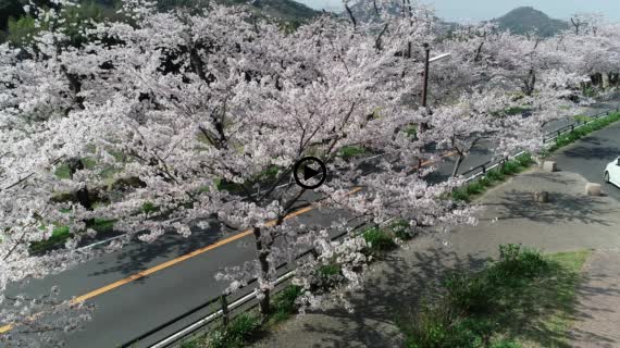 狩野川桜公園7-1