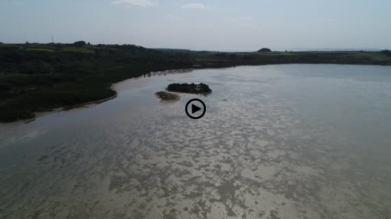 マングローブ群落5-2