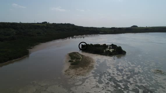 マングローブ群落3-1