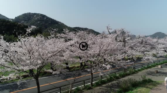 狩野川桜公園6-1
