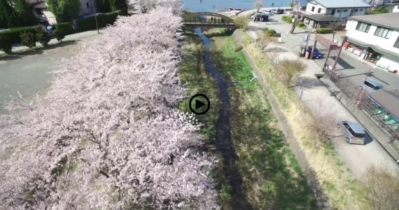 河口湖桜1-1