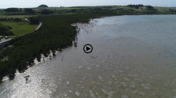 マングローブ群落3-4