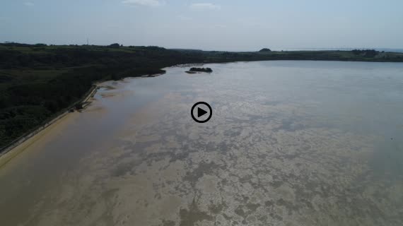 マングローブ群落5-1