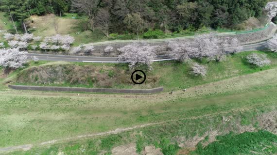 狩野川桜公園2-1