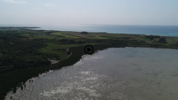 マングローブ群落7-2