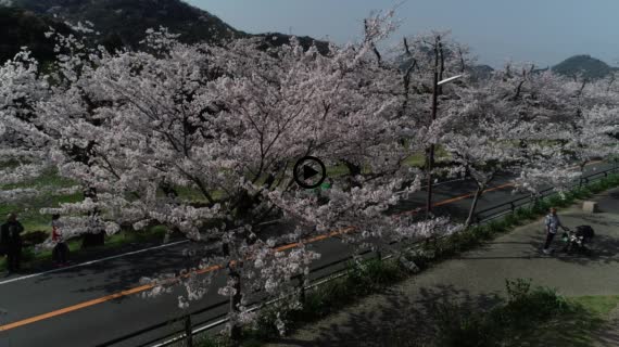 狩野川桜公園8-1