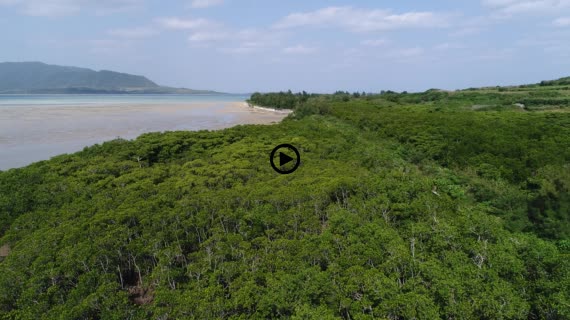 マングローブ群落9-5