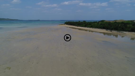 マングローブ群落4-3