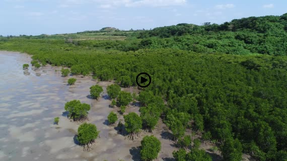 マングローブ群落9-2