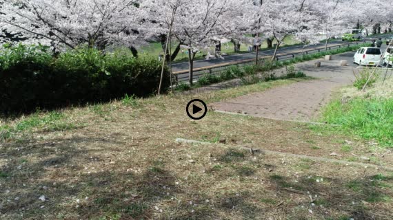 狩野川桜公園5-1