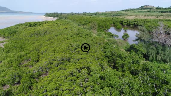 マングローブ群落9-4