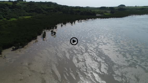 マングローブ群落3-3