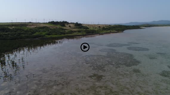 マングローブ群落3-5