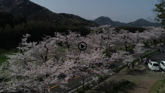 狩野川桜公園10-1