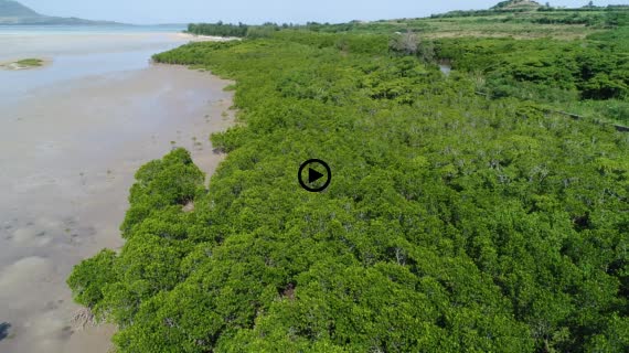 マングローブ群落9-3